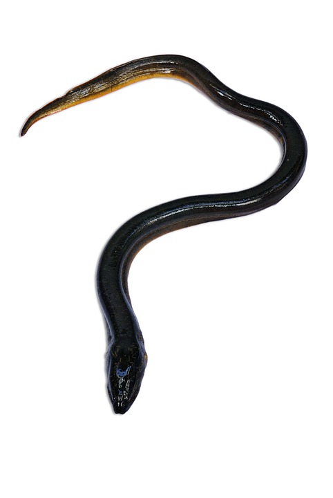 eel